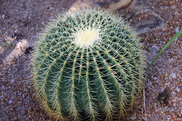 Golden Barrel Cactus (Echinocactus grusonii)