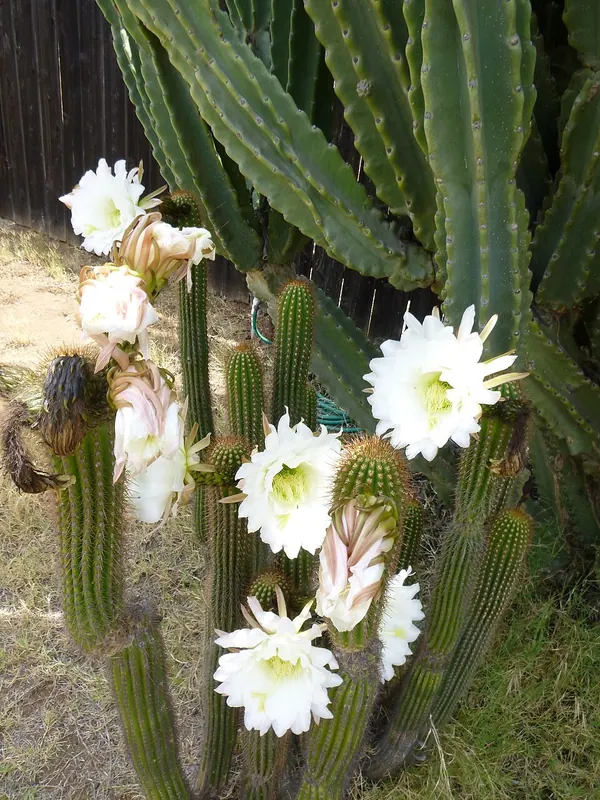 Golden Torch (Echinopsis spachiana)