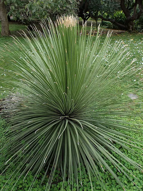 Green Spoon (Dasylirion acrotrichum)