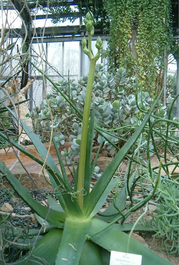 Hairy Green Aloe (Aloe tomentosa)