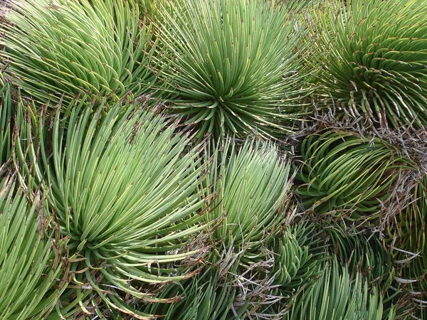 Hedgehog Agave (Rabo de Leon) (Agave stricta)