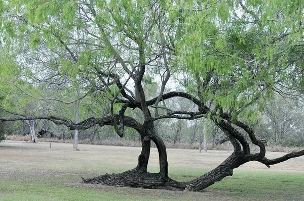 Honey Mesquite (Prosopis glandulosa)