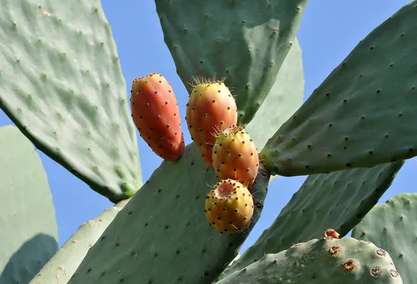 Indian Fig (Opuntia ficus indica)