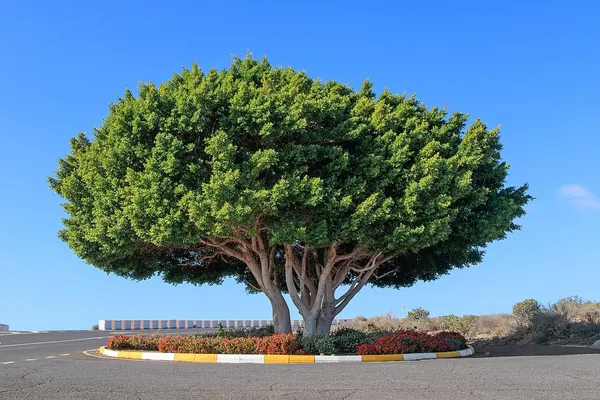 Indian Laurel Fig (Ficus microcarpa)