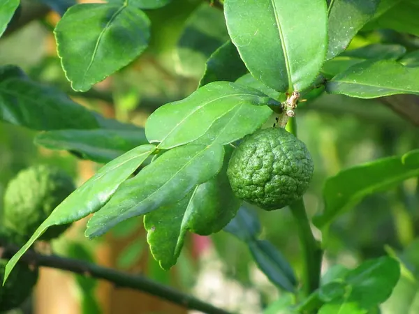 Kaffir Lime Tree (Citrus hystrix)