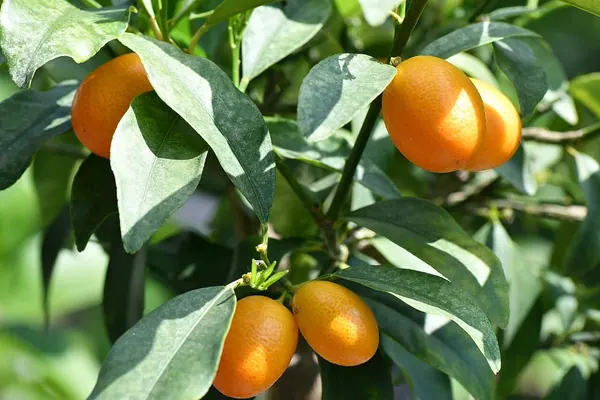 Kumquat Tree (Citrus japonica (also Fortunella spp.))