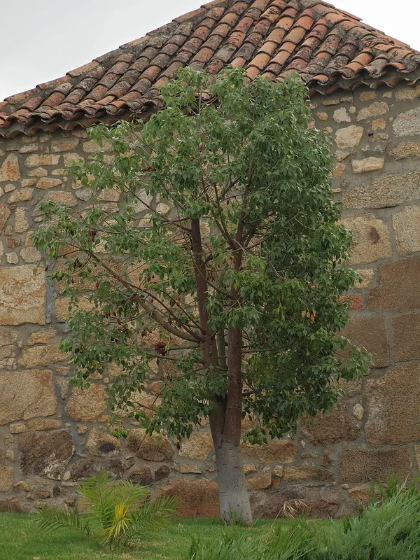 Kurrajong (Brachychiton populneus)