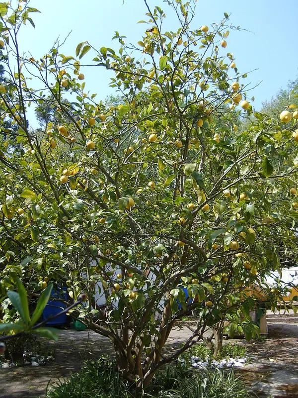 Lemon Tree (Citrus limon)