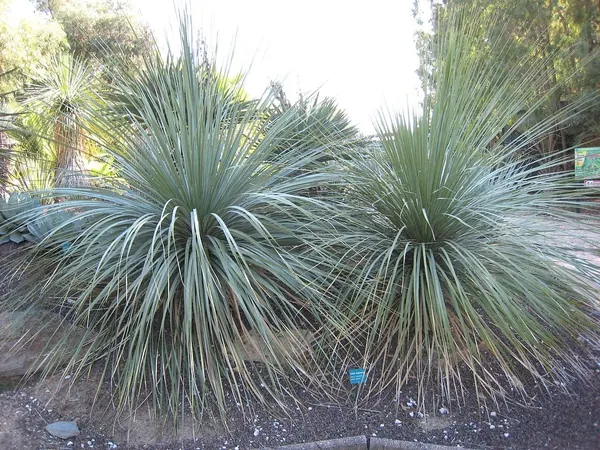 Matape Beargrass (Nolina matapensis)