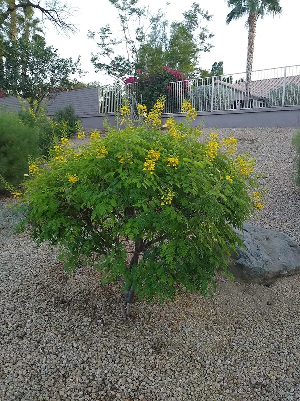 Mexican Bird of Paradise (Caesalpinia mexicana)
