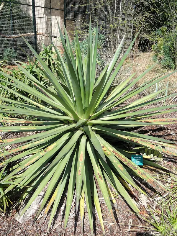 Ocahui Agave (Agave ocahui)