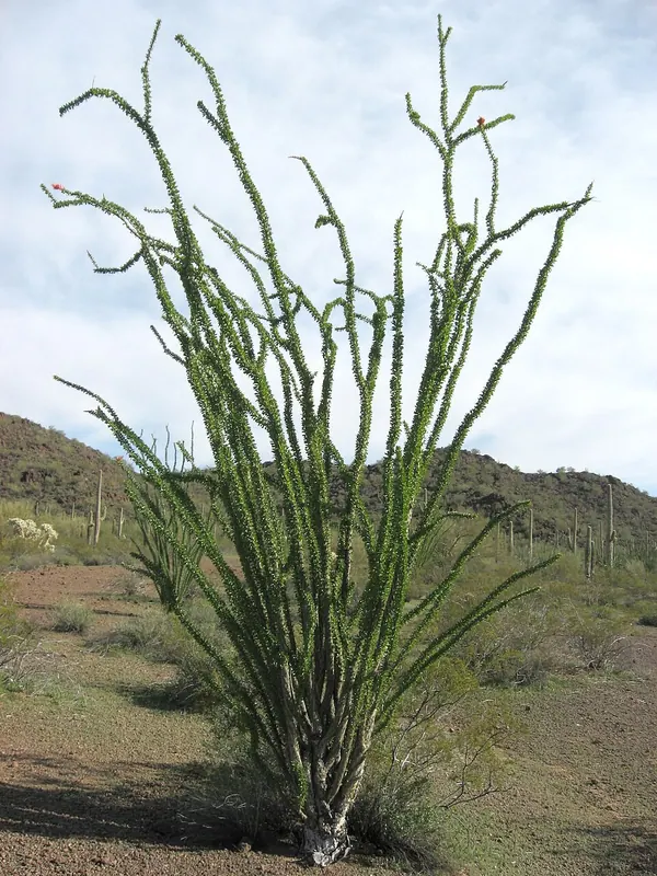 Ocotillo (Fouquieria splendens)