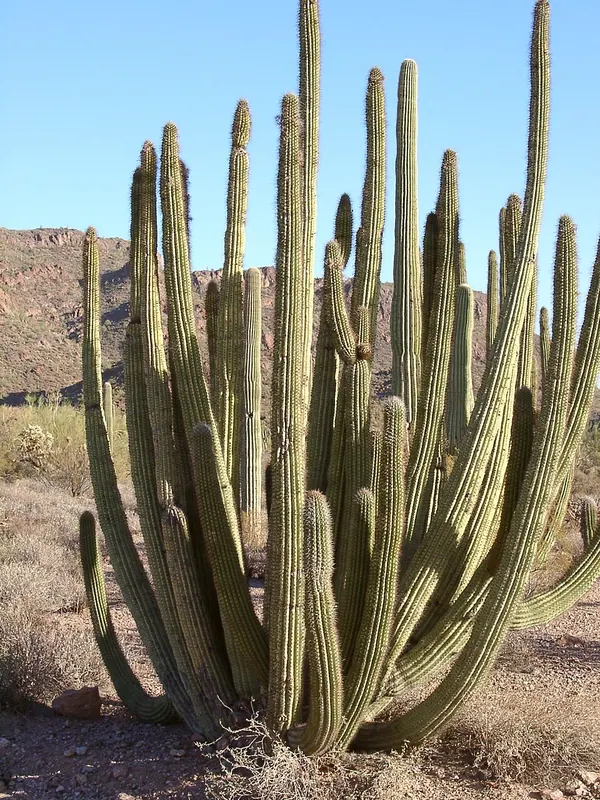 Organ Pipe Cactus (Stenocereus thurberi)