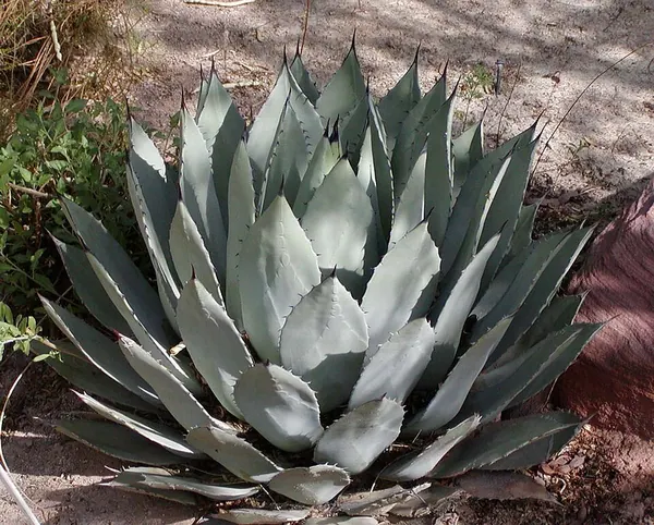 Palmer's Agave (Agave palmeri)