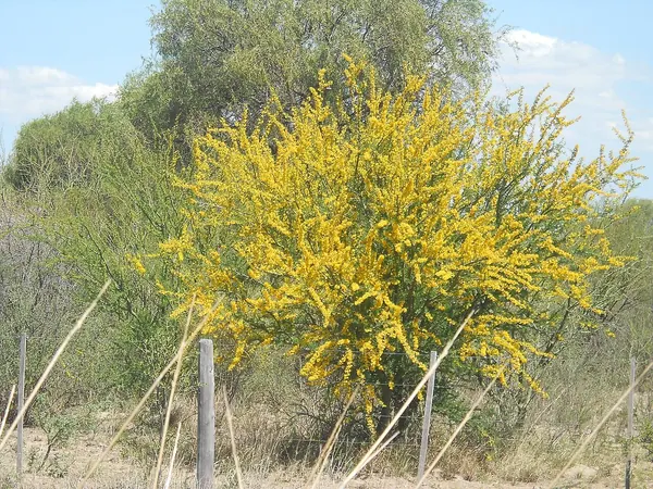 Palo Brea Tree (Parkinsonia praecox)