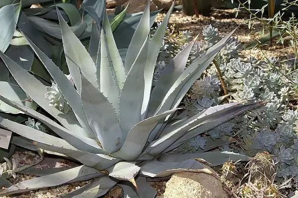 Parry's Agave (Agave parryi (sometimes Mescal Agave))