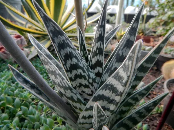 Partridge Breast Aloe (Aloe variegata)
