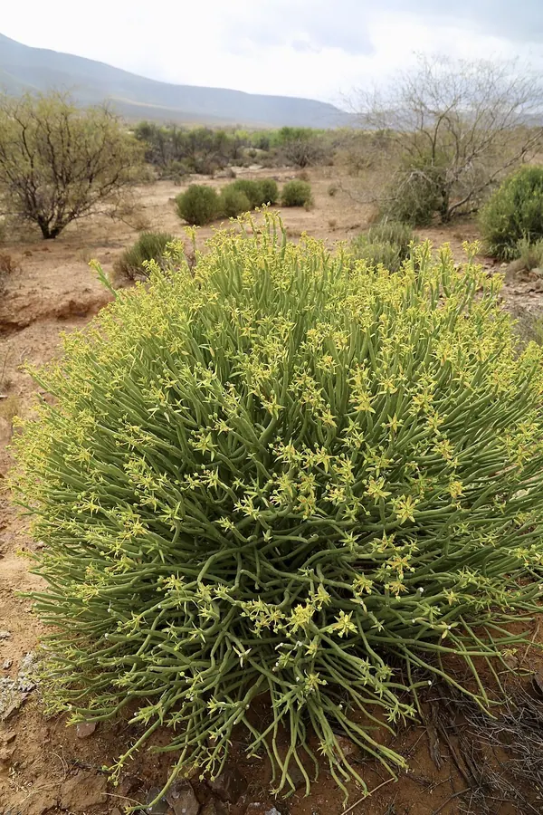 Pencil Milk Bush (Euphorbia mauritanica)