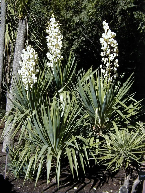 Pendulous Yucca (Yucca recurvifolia)