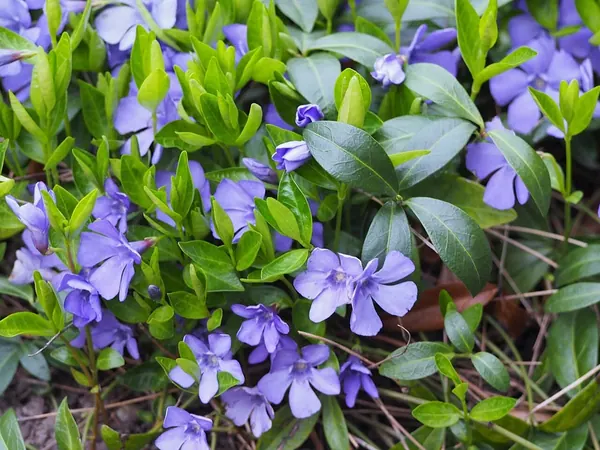 Periwinkle (Vinca major)