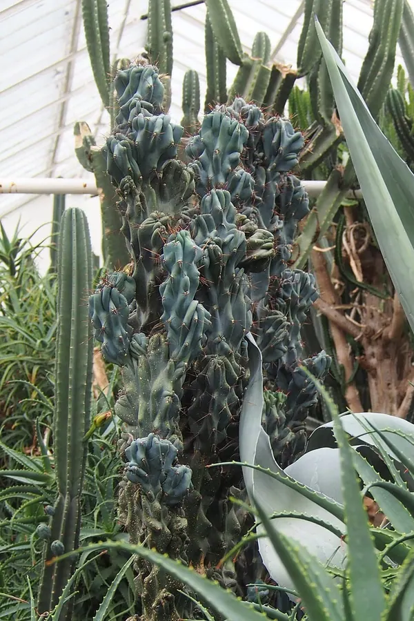 Peruvian Apple Cactus (Cereus peruvianus f. monstrose)