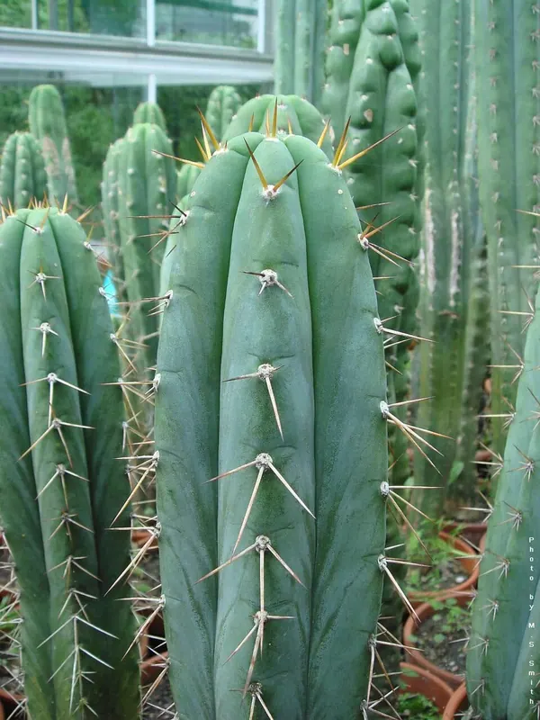 Peruvian Torch Cactus (Echinopsis peruviana)