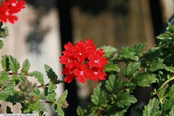 Peruvian Verbena (Glandularia peruviana)