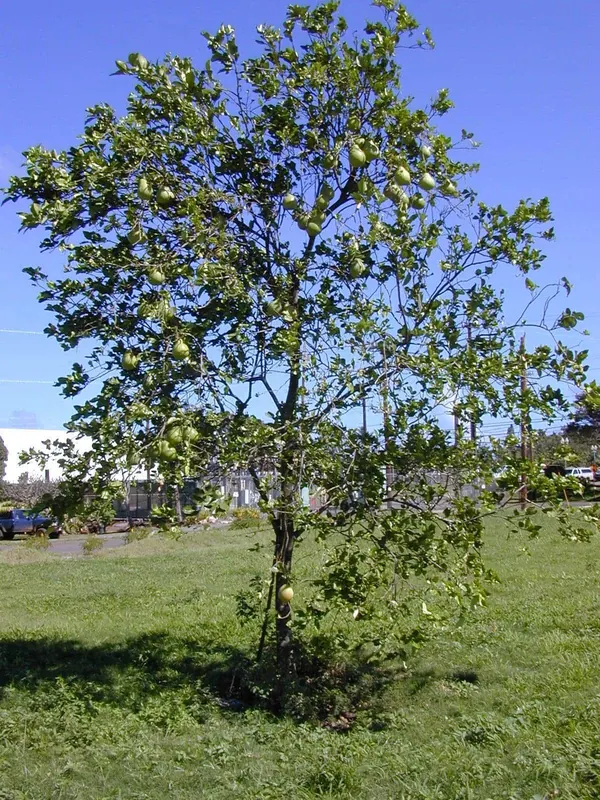 Pomelo Tree (Citrus maxima (also Citrus grandis))