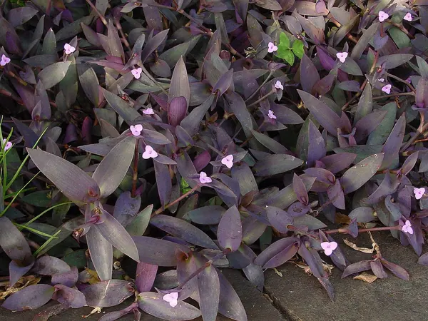 Purple Heart (Tradescantia pallida)