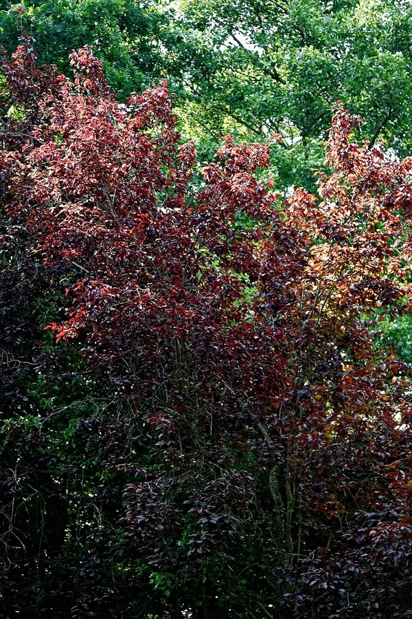 Purple Leaf Plum (Prunus cerasifera)