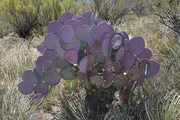 Purple Prickly Pear (Opuntia santa-rita)