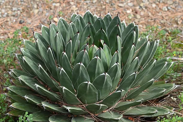 Queen Victoria Agave (Agave victoriae-reginae)