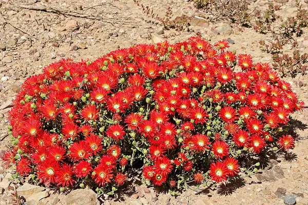 Rosea Ice Plant (Drosanthemum speciosum 'Rosea')