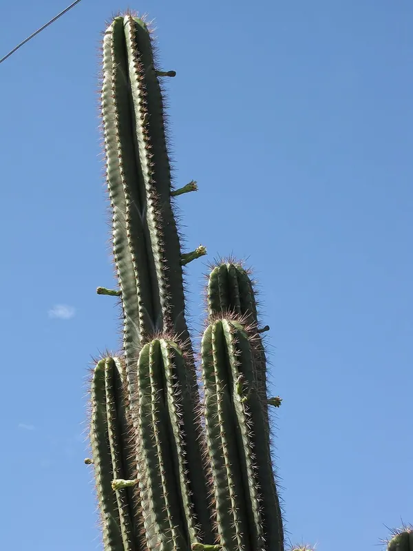 Senita Cactus (Pachycereus schottii)