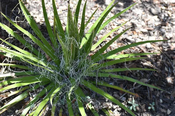 Shaggy Head Agave (Thread Agave or Mexican Thread Agave) (Agave multifilifera)