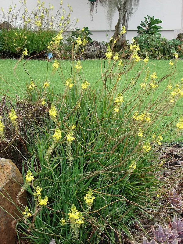 Shrubby Bulbine (Bulbine frutescens)