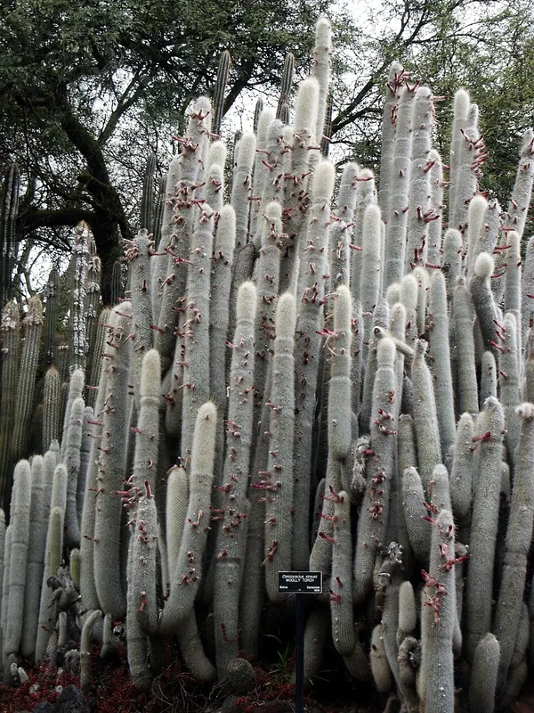 Silver Torch Cactus (Cleistocactus strausii)