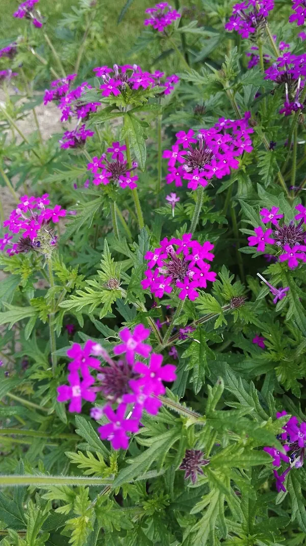 Slender Vervain (Verbena rigida)