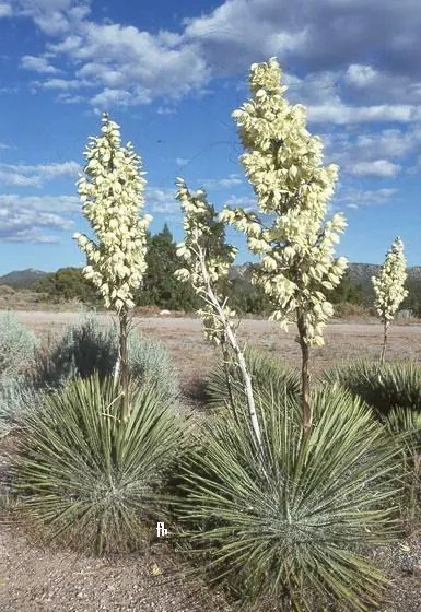 Soaptree Yucca (Yucca elata)