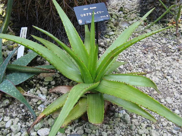 South African Aloe (Aloe lineata)