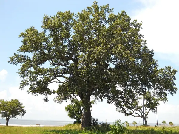 Southern Live Oak (Quercus virginiana)