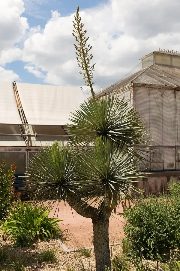 Spanish Dagger (Yucca gloriosa)