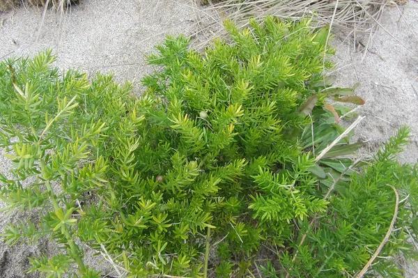 Sprenger Asparagus Fern (Asparagus densiflorus 'Sprengeri')