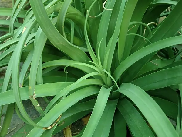 Squid Agave (Agave bracteosa)
