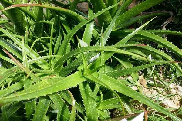 Sunset Aloe (Aloe dorotheae)