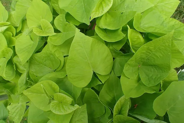 Sweet Potato Vine (Ipomoea batatas)