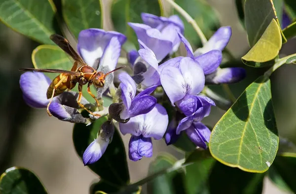 Texas Mountain Laurel (Calia secundiflora (formerly Sophora secundiflora))