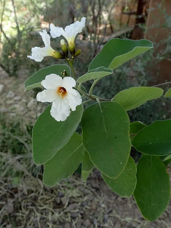 Texas Olive (Cordia boissieri)
