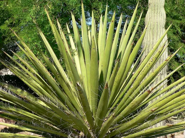 Torrey's Yucca (Yucca torreyi)