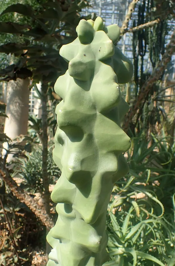 Totem Pole Cactus (Pachycereus schottii f. monstrosus)